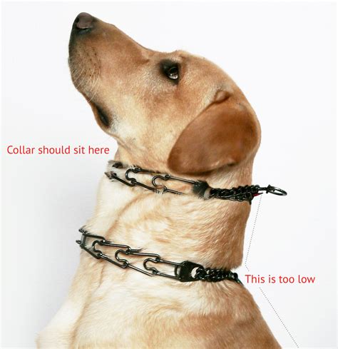 proper fit of prong collar.